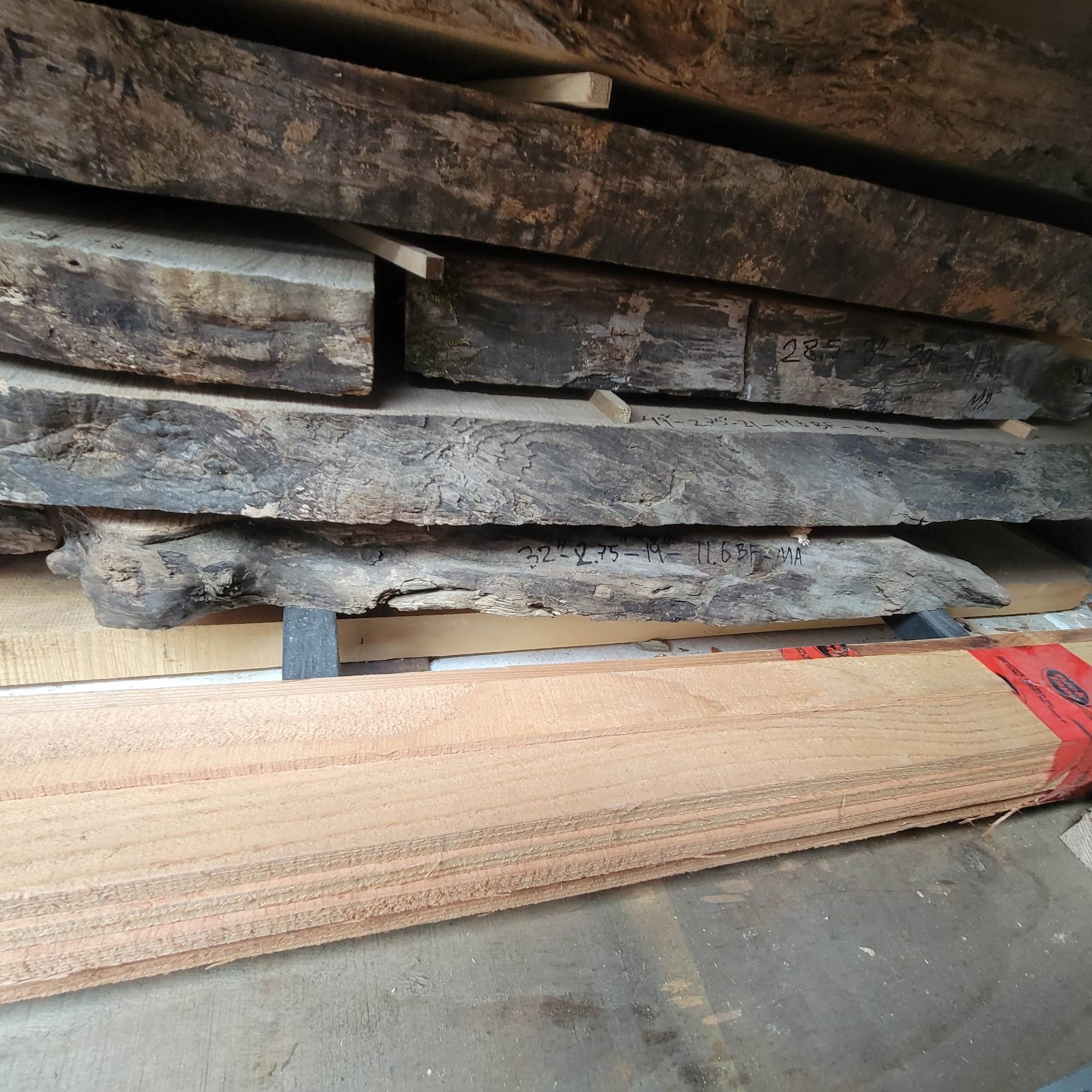 Big Leaf Maple
